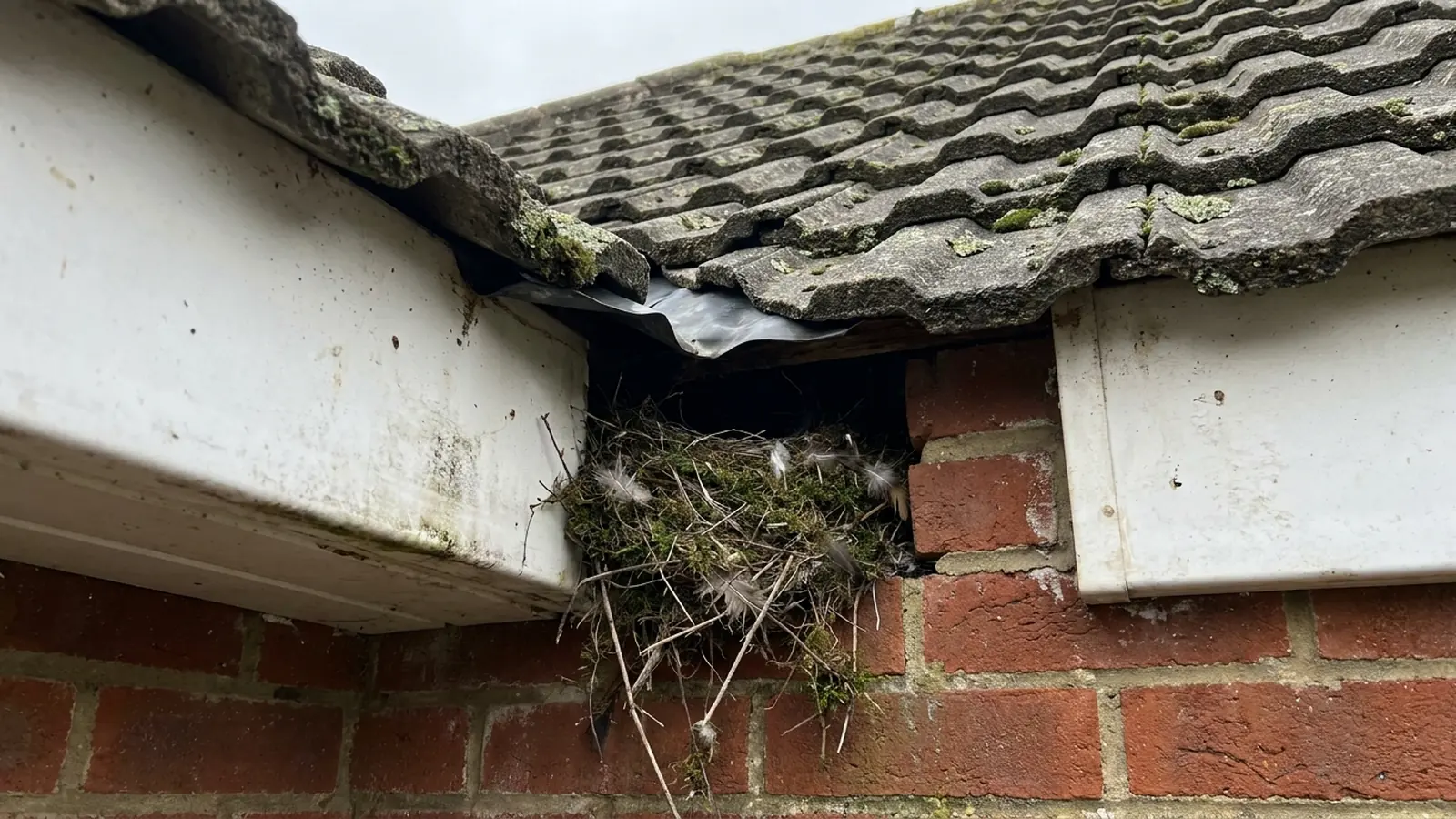 A gap between soffit and wall with birds nesting