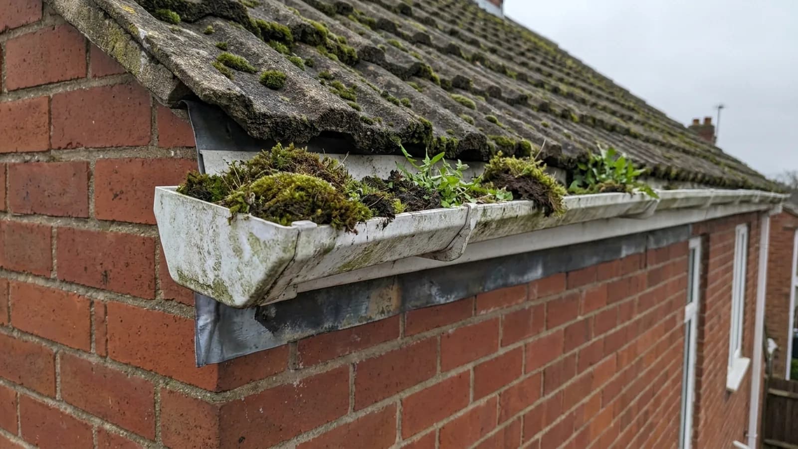 Plants growing out of a gutter